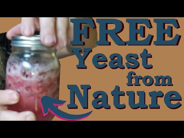 How to harvest wild yeast For making Moonshine