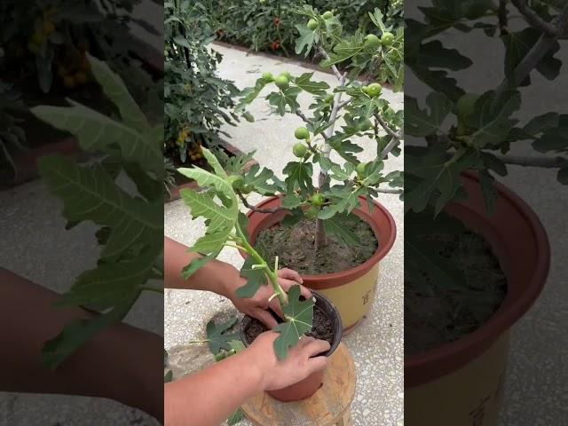 Prune fig branches and repot #farming #satisfying #garden