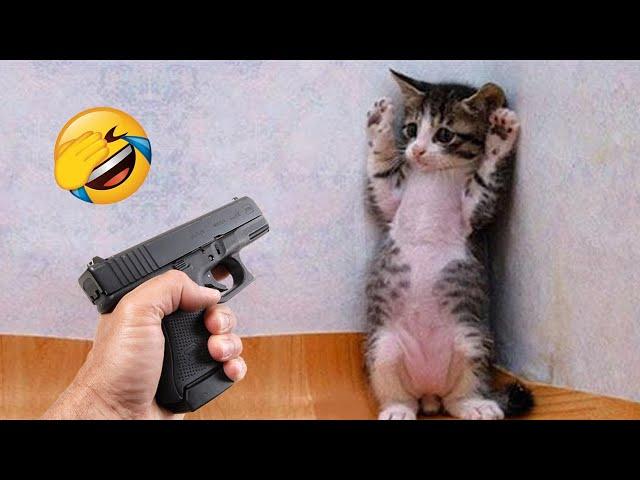 New Funny Cat and Dog Videos  Funniest Animals  Part 7