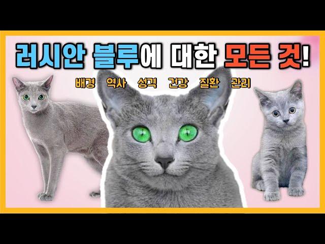 러시안 블루에 대한 모든 정보! [고양이 품종 특징]