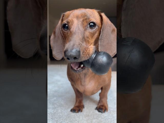 Mini dachshund is always ready to play fetch!