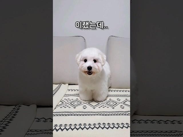 셀프 미용 실패 #꼬똥 #꼬똥드툴레아 #애견미용 #coton #cotondetulear