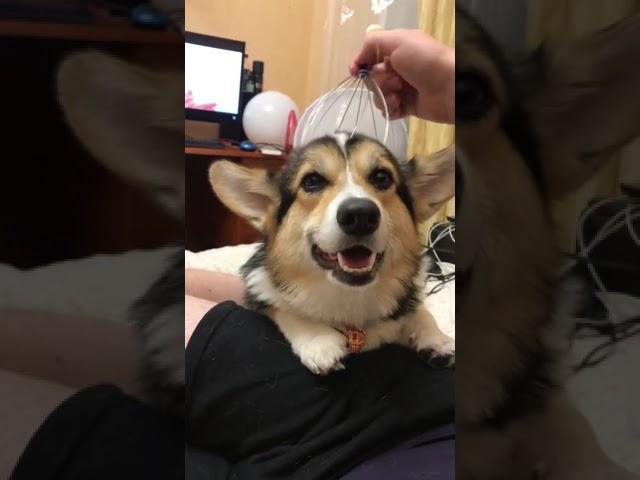 Счастливая собака корги
