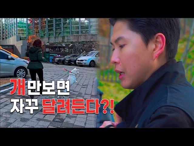 "자꾸만 달려드는 강아지" - 우리 강아지가 달라졌어요! [진돗개 흰둥이]