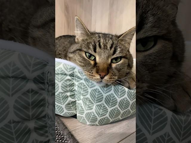 #красавчик #fanni #cat #shortvideo #youtube