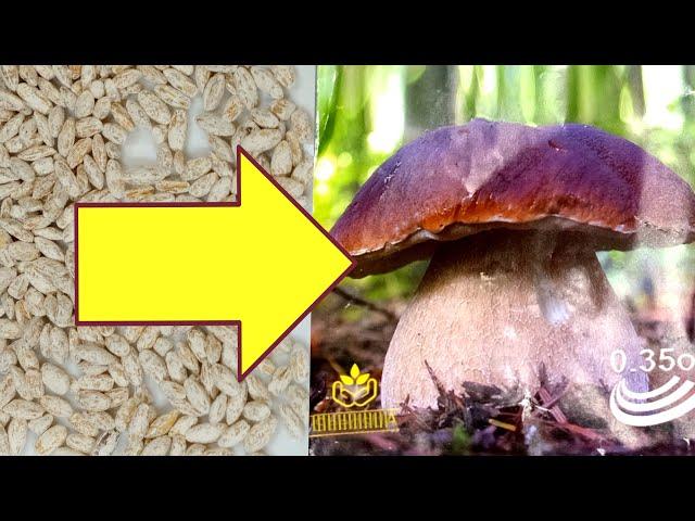 Growing mushrooms from seeds and mycelium.