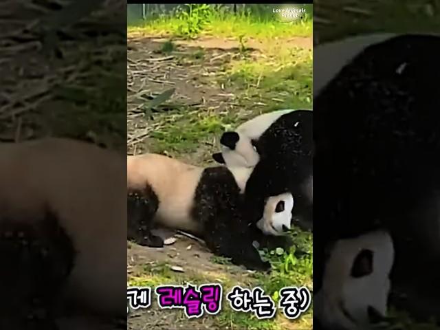 Fubao is acting silly with her mother Aibao #panda #fubao #aibao #熊猫 #福宝 #푸바오