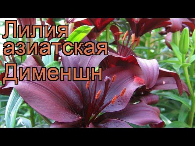 Лилия азиатская Дименшн (lilium)  азиатская лилия Дименшн обзор: как сажать, луковицы лилии Дименшн