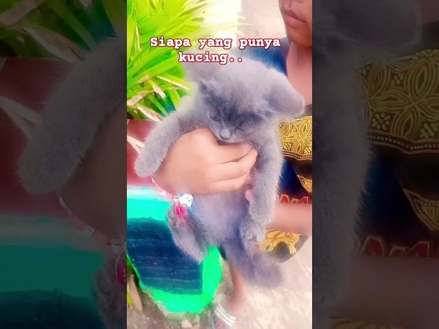 kucing lucu #music #cat #song