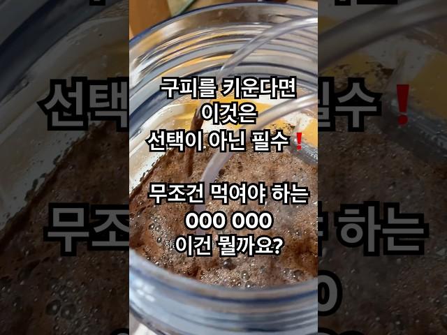구피를 키우신다면 무조건 먹여야 하는 OOO OOO ️#구피 #구피분양 #구피치어 #구피키우기 #굽썰