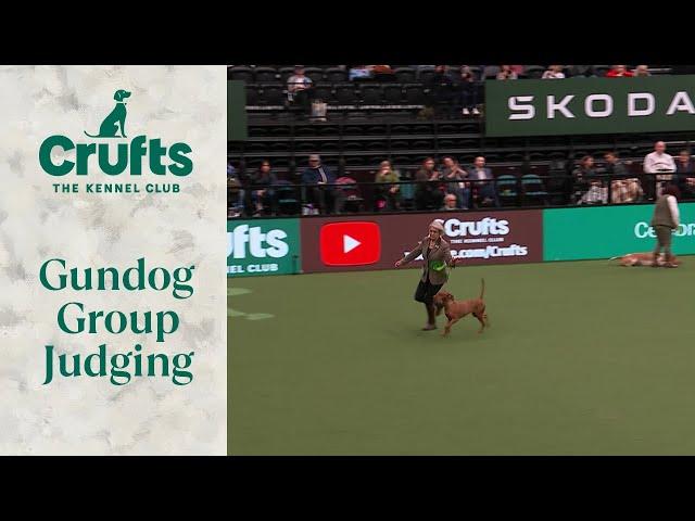 Gundog Group Judging | Crufts 2024