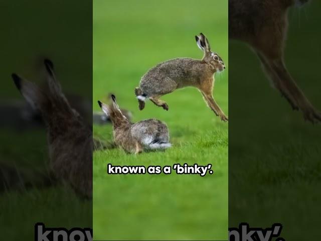 Bunny Secrets Unleashed -Adorable Rabbit Facts - Hop Right Into Your Heart! #rabbits #animalshort