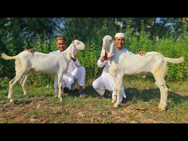 2 Full GOAT Gravy Prepared by Mubashir Saddique | 2 FULL GOAT Eid Lunch | Village Food Secrets