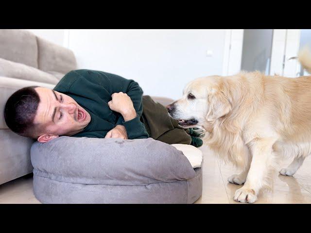 Funny Golden Retriever got angry when the Owner Occupied his Bed