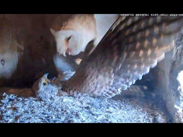 Kestrel attacks Barn Owl. Catalonian Barn Owls. 01 April 2022