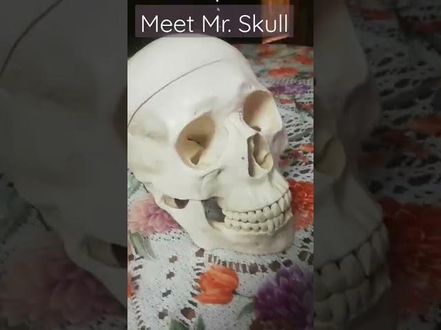 Funny Mr. Skull #short #animationworld