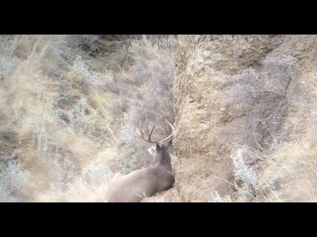 Archery Mule Deer - Alberta Badlands