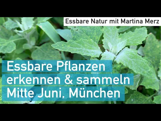 Wildkräuter Mitte  Juni erkennen, sammeln und Rezeptideen in München