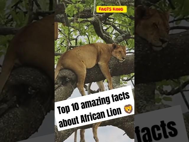 Top 10 amazing facts about African Lion  #shorts #facts #animals #trending #wildlife