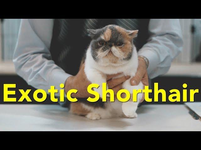 The Exotic Shorthair at a TICA Cat Show