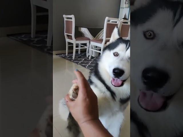 Cute Husky follows commands and say I LOVE YOU  #shorts #viral