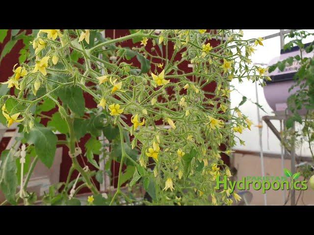 Loads of Tomato Clusters - Commercial Hydroponics in Pakistan