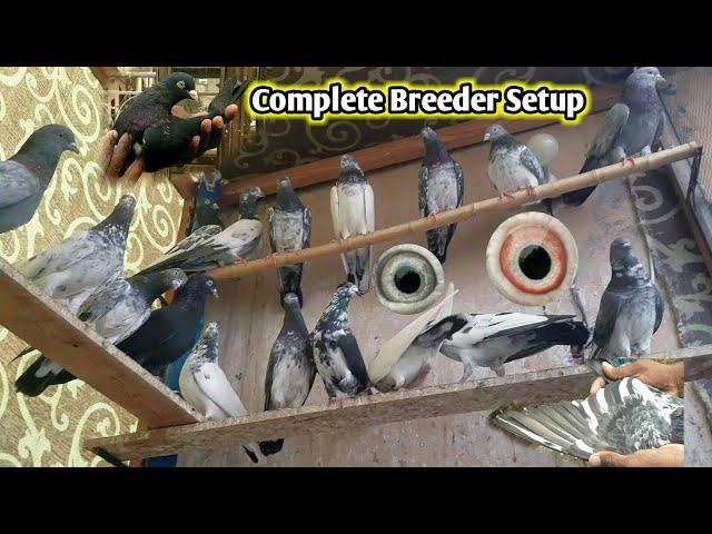 Complete Breeder Setup Available Ha | Pola G Pigeon Club | Kabootar Sale Video