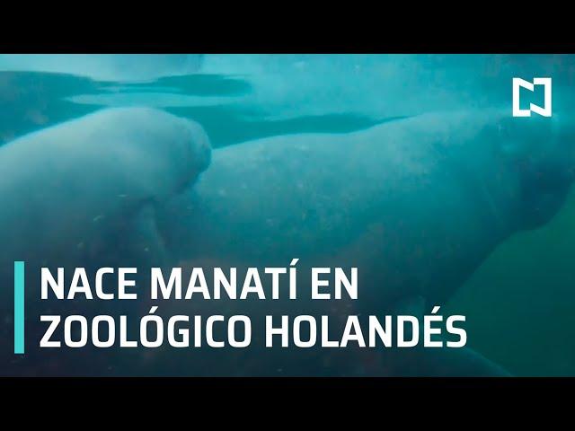 Nace cría de manatí en zoológico de Países Bajos - Paralelo 23