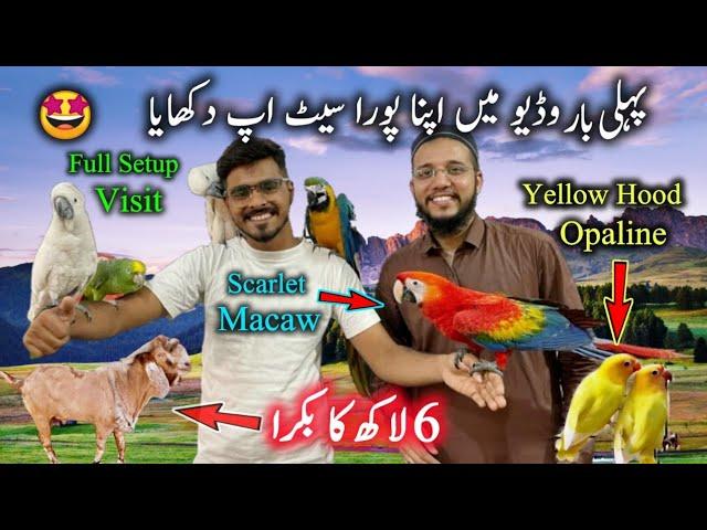 Exotic Parrots & Rare Birds Big Setup at Laraib Syed Bird House | Scarlet Macaw Umbrella Cockatoo