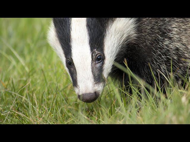 In Conversation with Paul McGuinness, Editor, BBC Wildlife Magazine