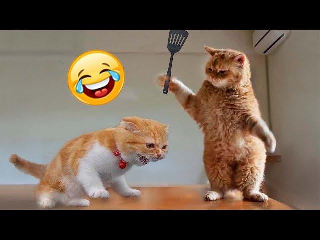 Try Not To Laugh Animals : 1 Hour of Funniest Cat Videos #19 | Funny Animal Videos