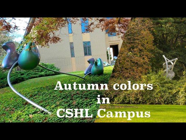 Fall colors at Cold Spring Harbor Laboratory (CSHL) campus, Long Island, New York, USA