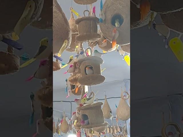 Bird nest sale