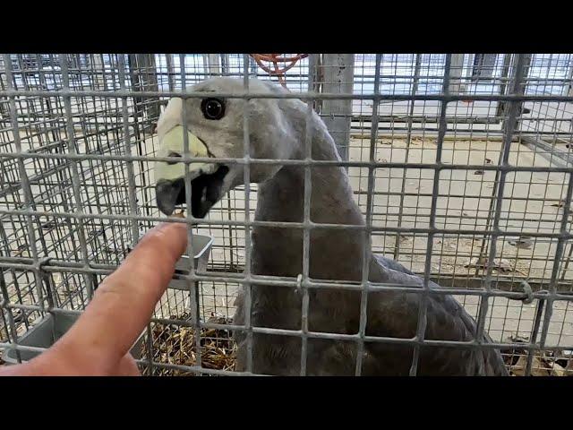 Crazy Rare Geese at a Game Breeder Auction!!!!