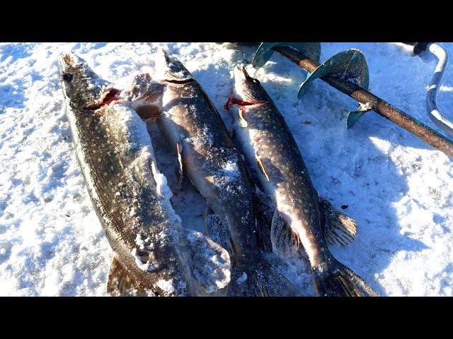 РЫБАЛКА НА ЖЕРЛИЦЫ В ГЛУХОЗИМЬЕ. ПОКЛЁВКИ В МОРОЗ И В ОТТЕПЕЛЬ. ТРЁХДНЕВНАЯ РЫБАЛКА.