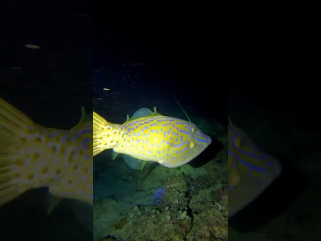 Strangest fish I have seen on a night dive..#fish #fishing #Strange #wierd #mermaid