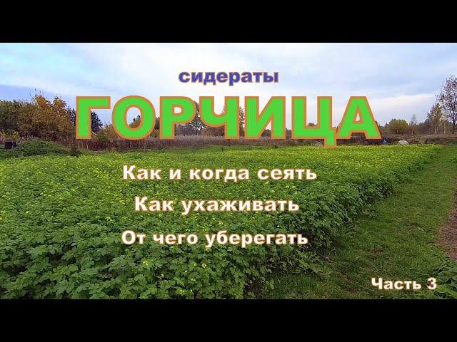 Горчица выросла. Сидераты- горчица. Как и когда сеять горчицу, как ухаживать и от чего уберегать !