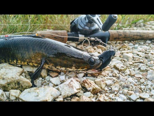 kumpai angler casting ikan gabus ( haruan ) pake soft frogy sambas