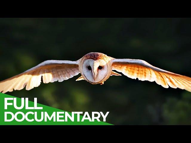 World of the Wild | Episode 10: The Masters of the Sky | Free Documentary Nature