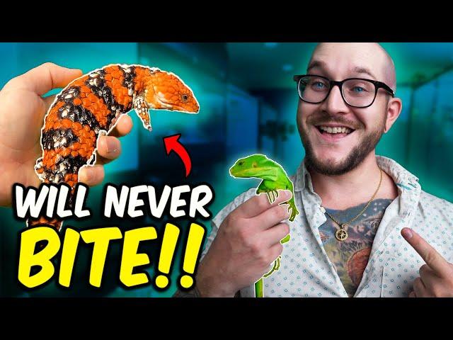 5 Reptiles That Will NEVER Bite You!