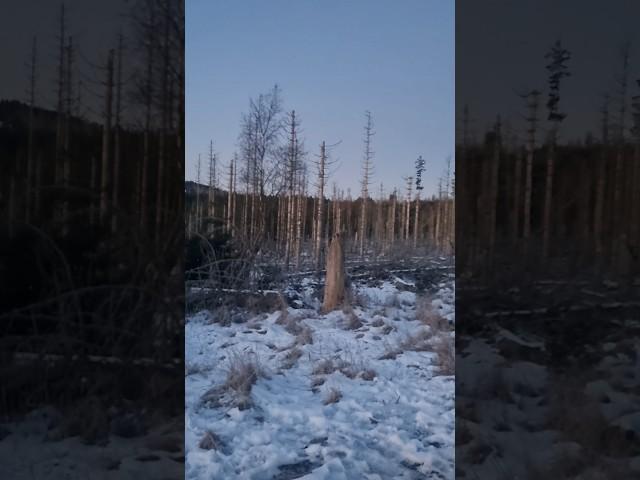 Harzer Wald gebirge #harz #wald #natur #deutschland