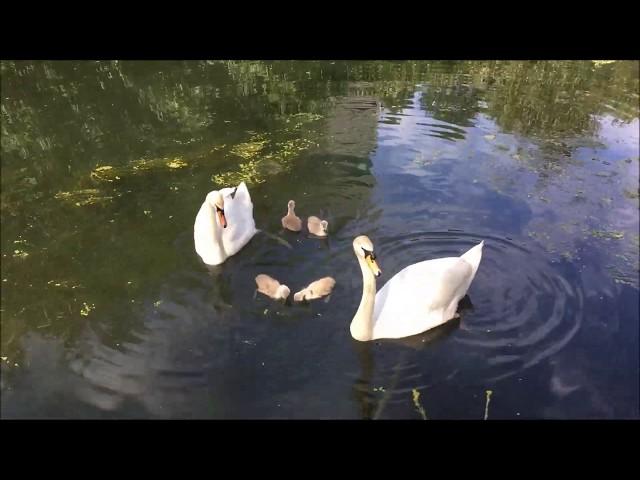 Andrew Toovey 3 simple piano pieces performed by Antony Gray with film of Swans and Cygnets