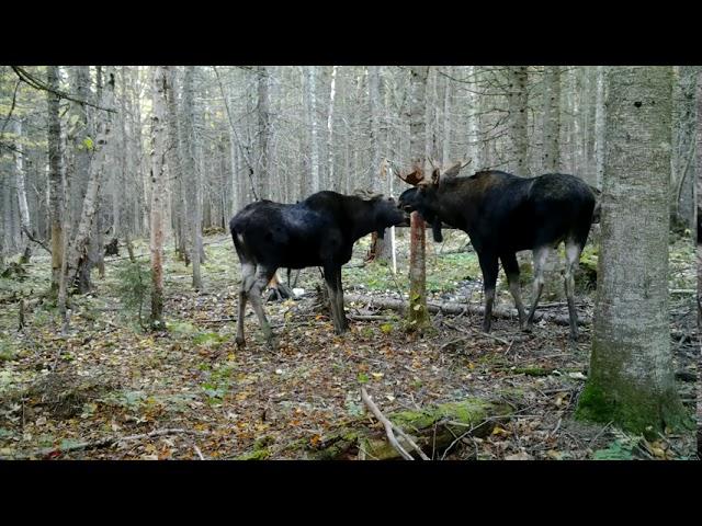 Natural Moose Calls 2