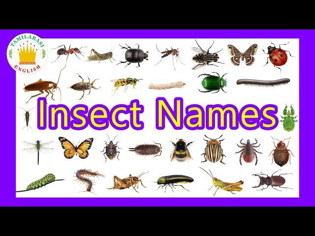 30 Insects Names for Kids in English - Tamilarasi English Vocabulary