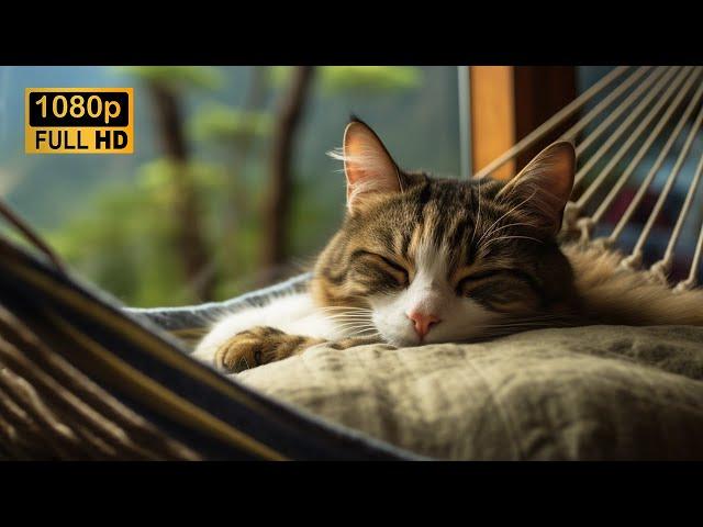  Purr, Rain and Thunder sounds: Cat Lovers' Paradise of Relaxation and Sleep ️