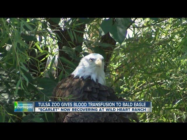 Tulsa Zoo Gives Blood Transfusion To Bald Eagle