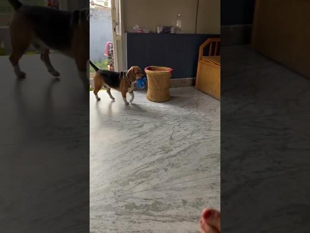 Self service #beagle #shorts