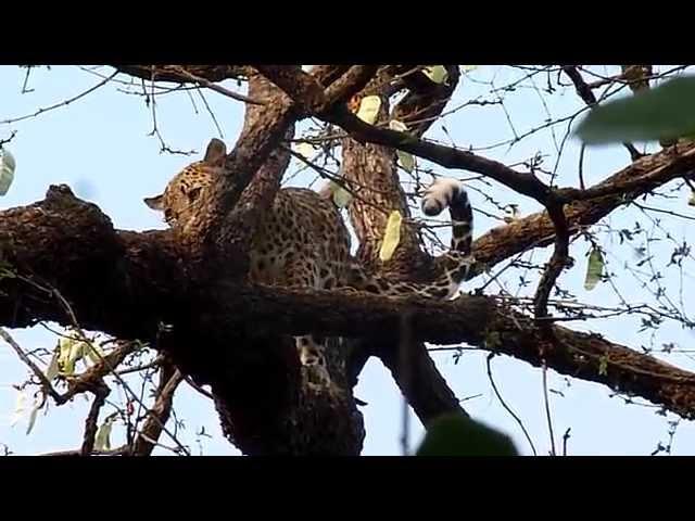 leopard on the top of tree.- Ranthambhore by vipuljain2001@hotmail.com