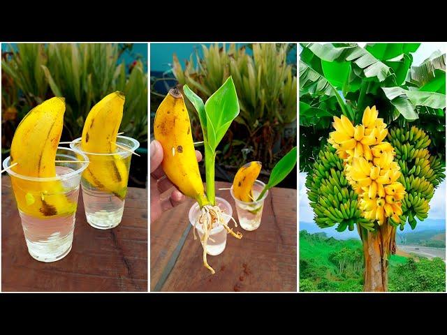 Simple way to grow banana plant at home from fruits || Best propagation for gardening