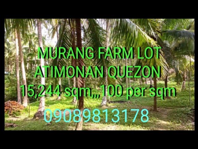 FARM LOT FOR SALE ATIMONAN QUEZON 15,244 SQM,,,100 PER SQM,,09089813178,marvin